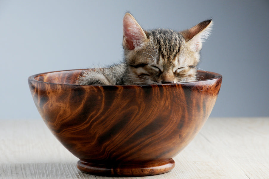 The Best Water Bowl For Your Cat
