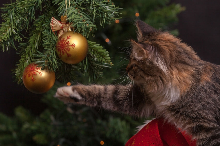 Last Minute Holiday Gift Guide: For Cats
