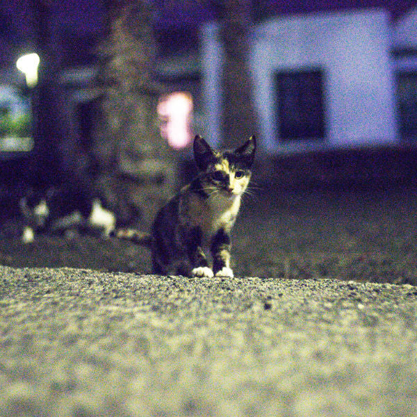 How Long Do Cats Live Indoors 1200x1200 jpg v 1521403568 how-long-do-cats-live-indoors-1200x1200-jpg-v-1521403568