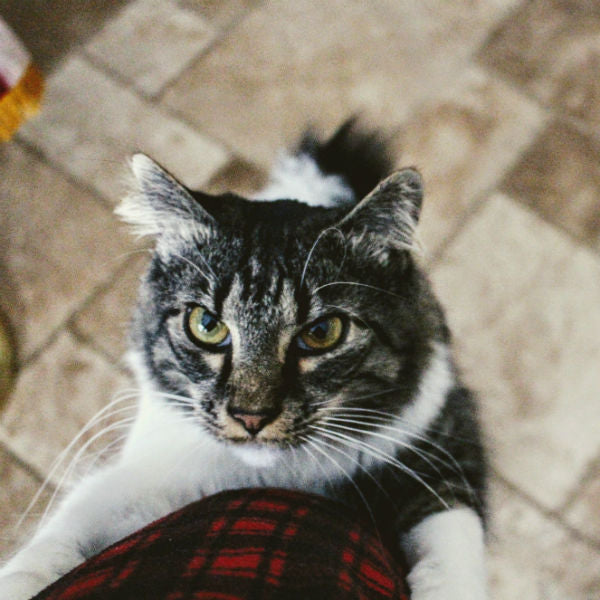 WhatToDoWhenYourCatBitesorSratchesYou_1200x1200.jpg?v=1517225251