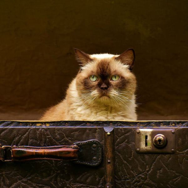 5 Tips for Traveling With Your Cat