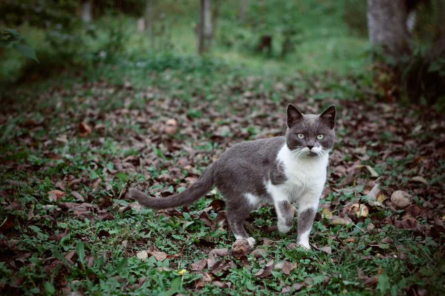 Adventure Cats