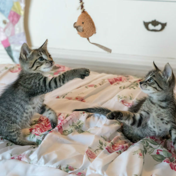 Just Cats | How To Help Your Cat Adjust to New Baby