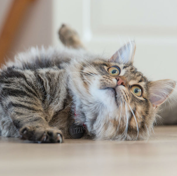 Is My Cat Depressed? - Cat Enrichment Tips