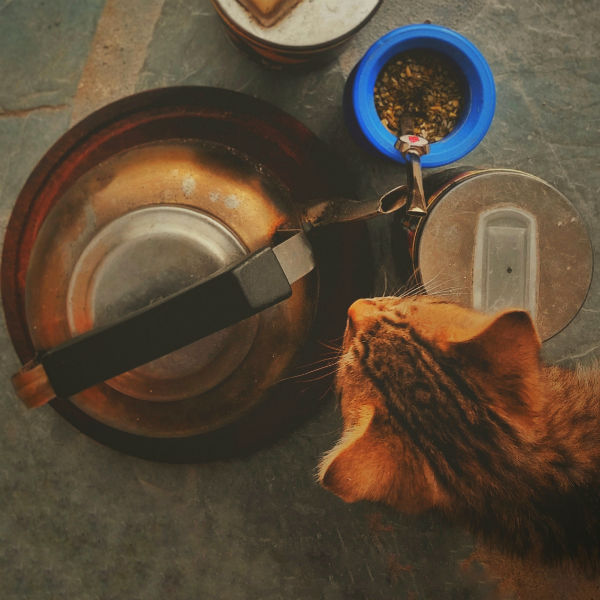Should I Feed My Cat Wet Food or Dry Food?