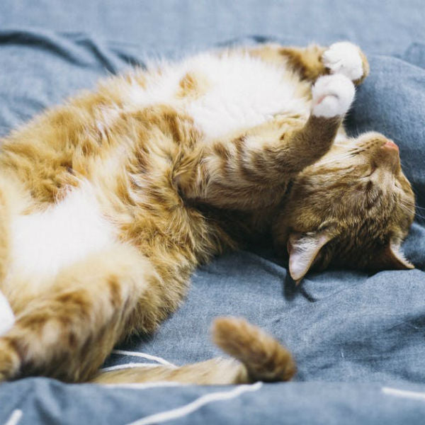 Why Do Cats Purr? It's Not What You Think...
