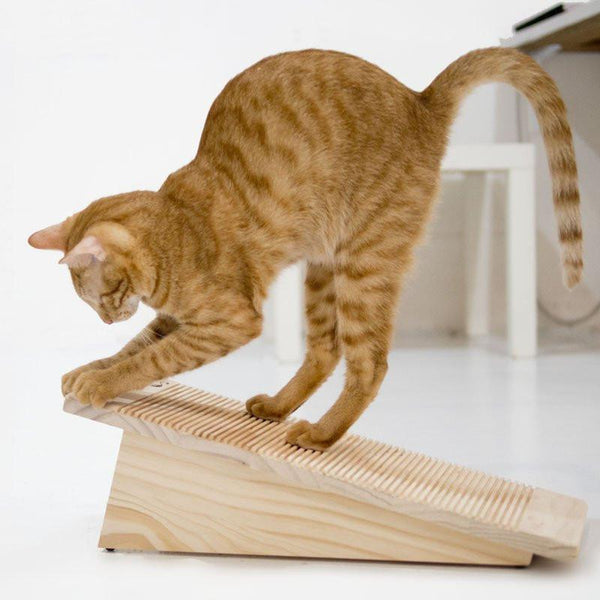 Which Cat Scratcher Is Best For My Kitty?