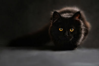 5 Fascinating Facts About Black Cats — Pumpkin®