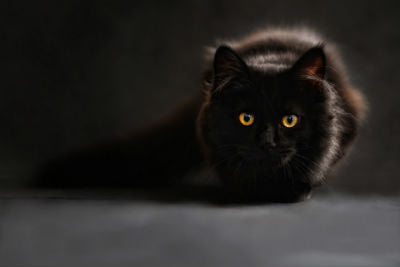 5 Fun Facts About Black Cats