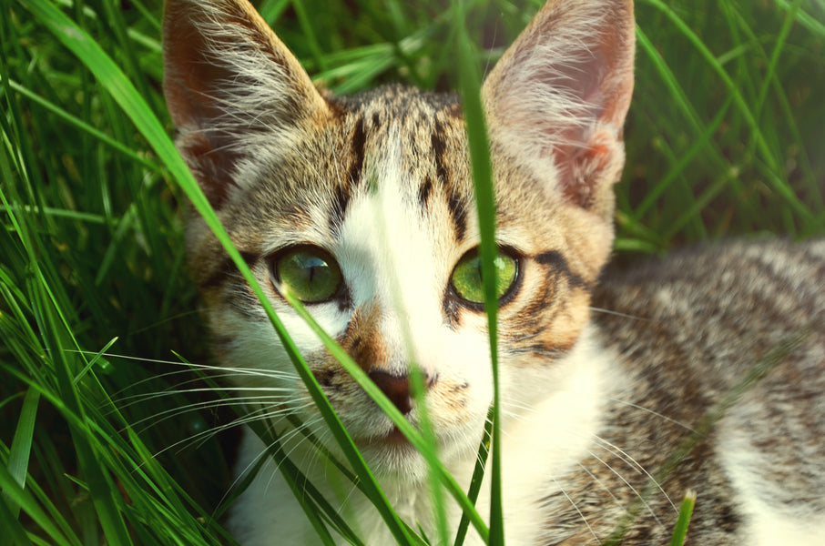 5 Reasons Why Wheatgrass Is Good For Your Cat