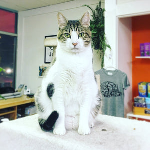 Sponsor a Just Cats - Cat Cottage Kitty (Boomer)