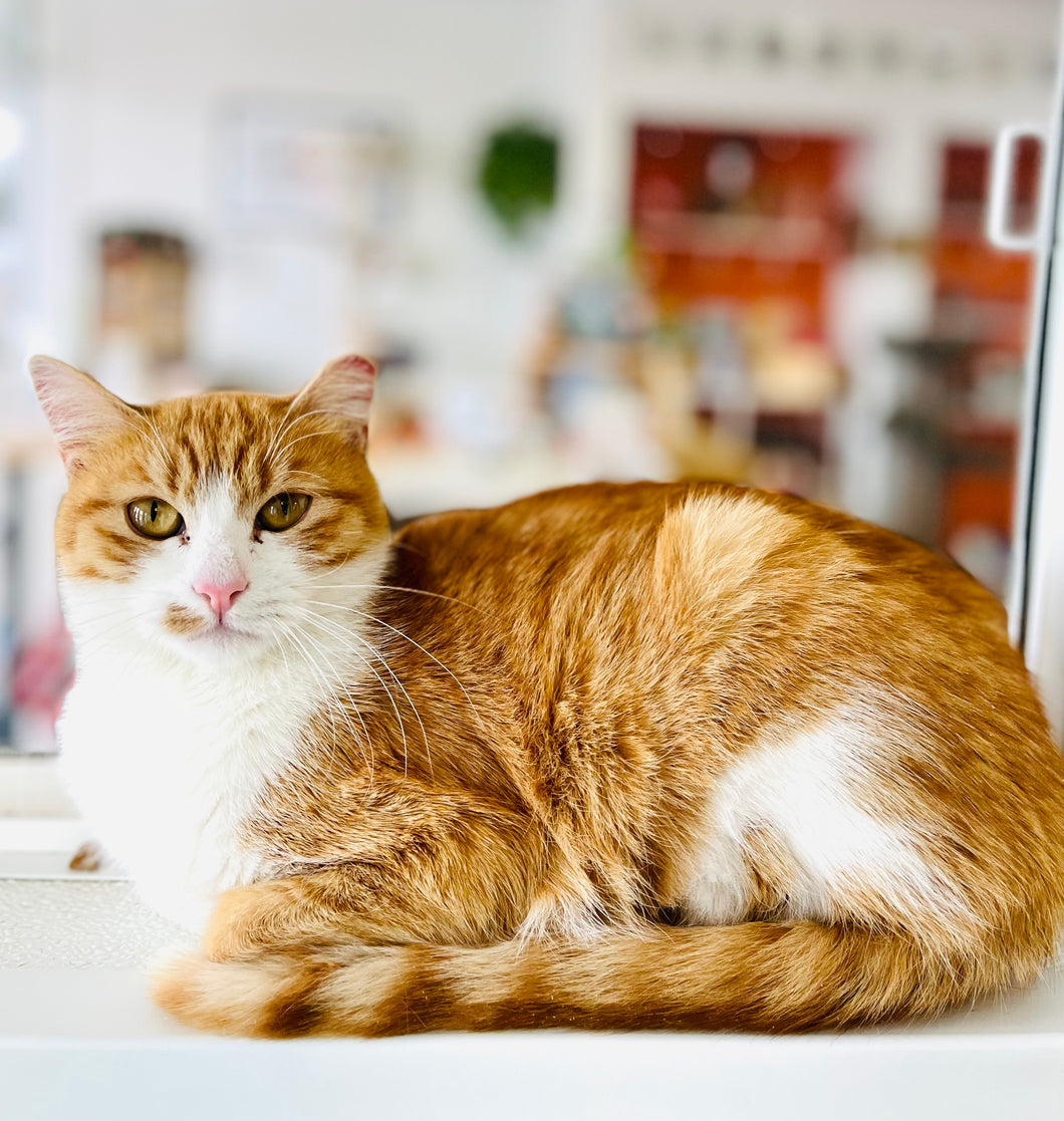 Sponsor a Just Cats - Cat Cottage Kitty (Calamity Jane)