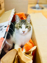 Load image into Gallery viewer, Sponsor a Just Cats - Cat Cottage Kitty (Boomer in a box)